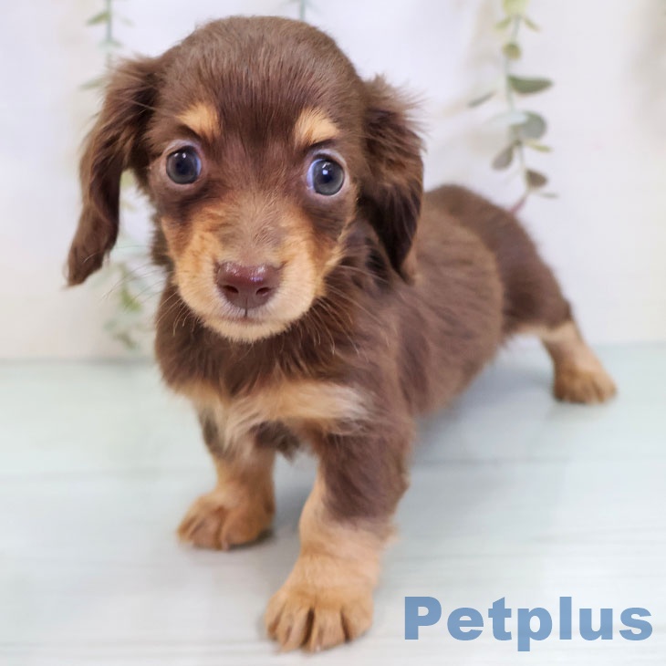 カニーンヘン・ダックスフンド