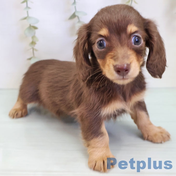 カニーンヘン・ダックスフンド