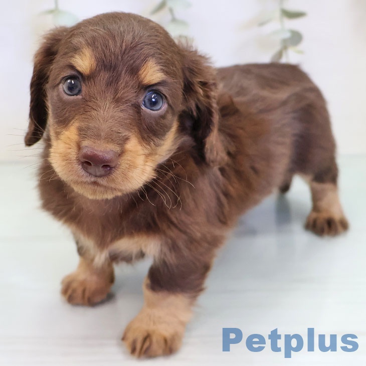 沖縄県のカニンヘンダックスフンド(ロング) (ペットプラス 沖縄ライカム店/2025年9月26日生まれ/男の子/チョコレートタン)の子犬の2枚目の画像