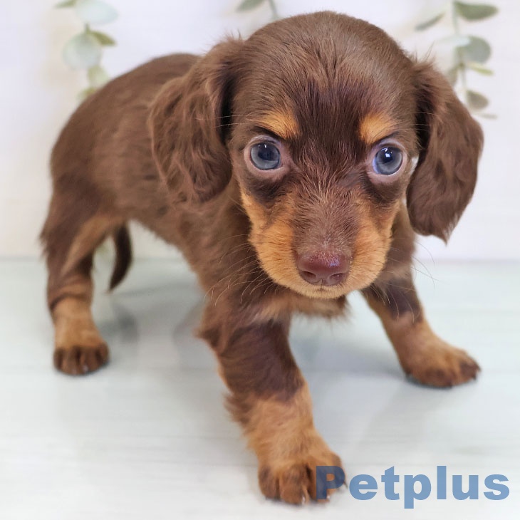 カニーンヘン・ダックスフンド