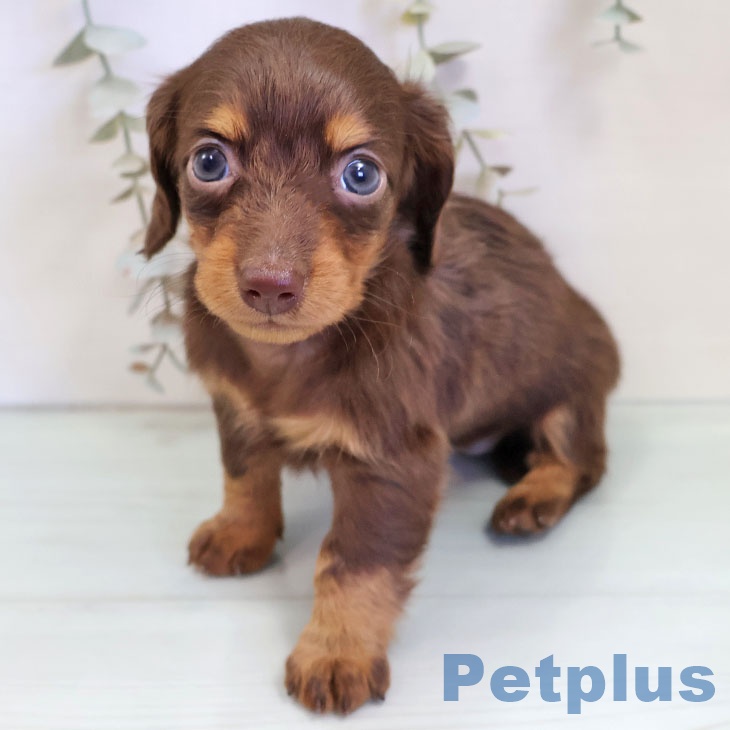 カニーンヘン・ダックスフンドの写真2