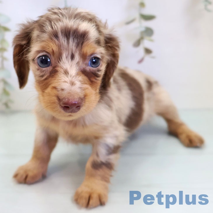 福岡県のカニンヘンダックスフンド(ロング) (ペットプラス 八幡東店/2025年9月26日生まれ/男の子/チョコレートダップル)の子犬の2枚目の画像
