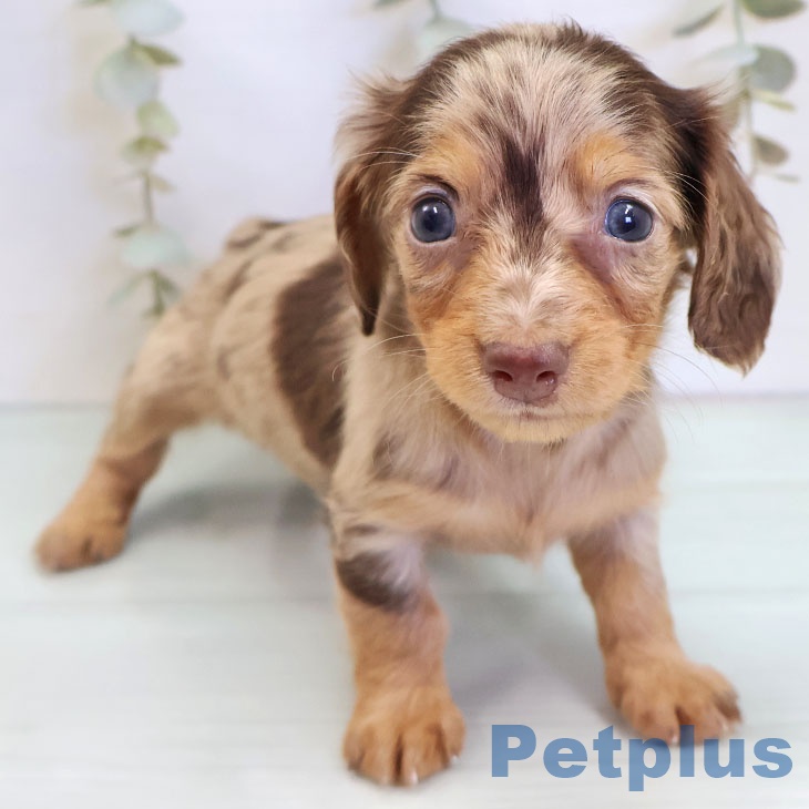 カニーンヘン・ダックスフンド