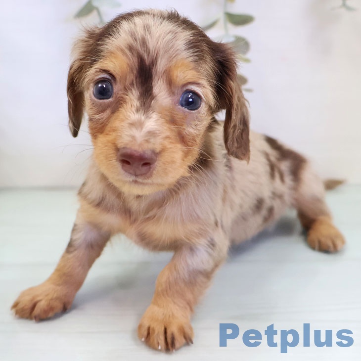 カニーンヘン・ダックスフンドの写真2