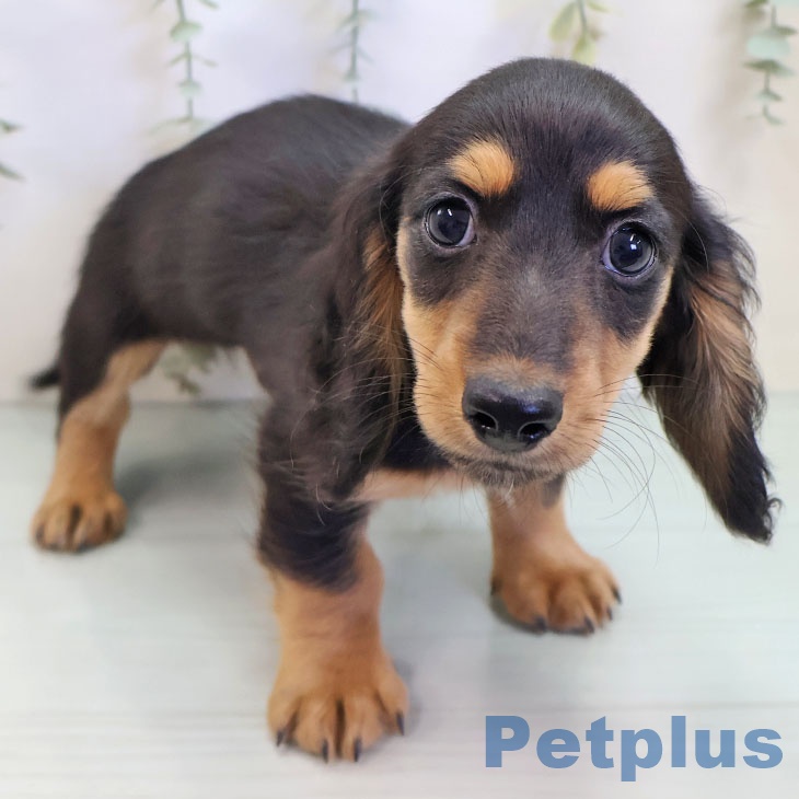 ミニチュア・ダックスフンド