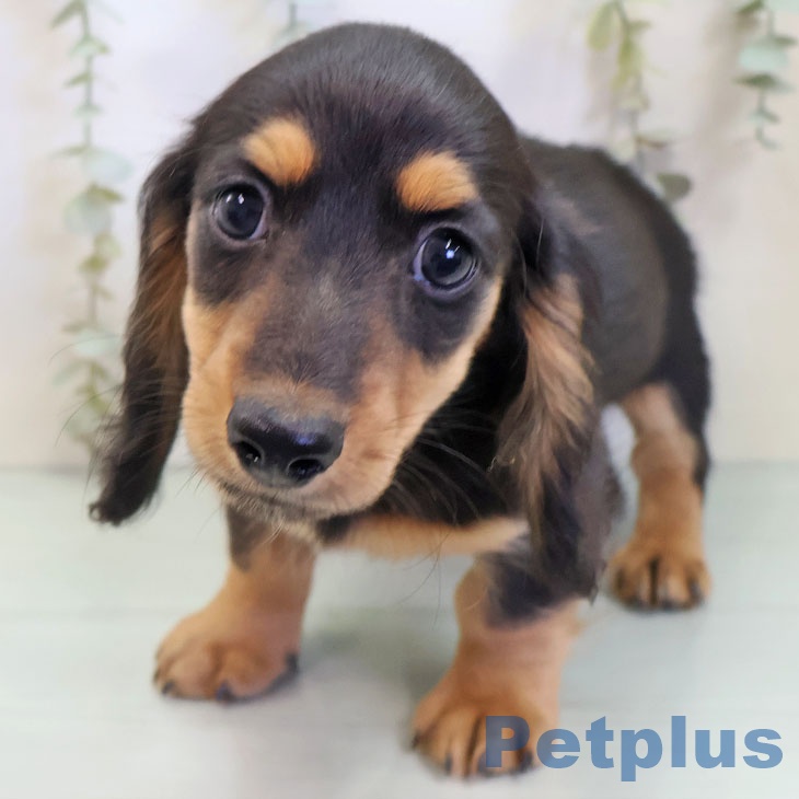 ミニチュア・ダックスフンドの写真2