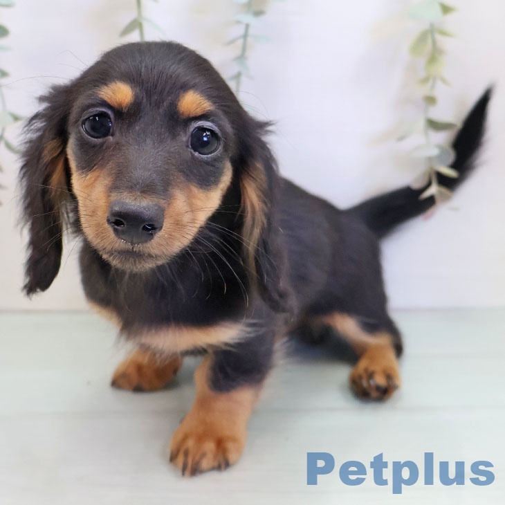 千葉県のミニチュアダックスフンド(ロング) (ペットプラス 幕張新都心店/2025年9月18日生まれ/女の子/ブラックタン)の子犬の1枚目の画像