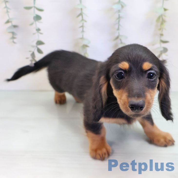 千葉県のミニチュアダックスフンド(ロング) (ペットプラス 幕張新都心店/2025年9月18日生まれ/女の子/ブラックタン)の子犬の2枚目の画像