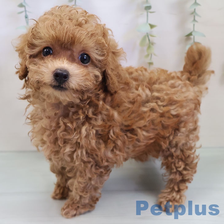 福岡県のトイプードル(トイ) (ペットプラス 八幡東店/2025年9月23日生まれ/男の子/オレンジフォーン)の子犬の2枚目の画像