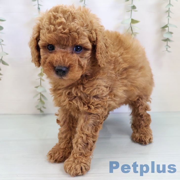 福岡県のトイプードル(トイ) (ペットプラス 黒崎店/2025年9月25日生まれ/男の子/レッド)の子犬の1枚目の画像