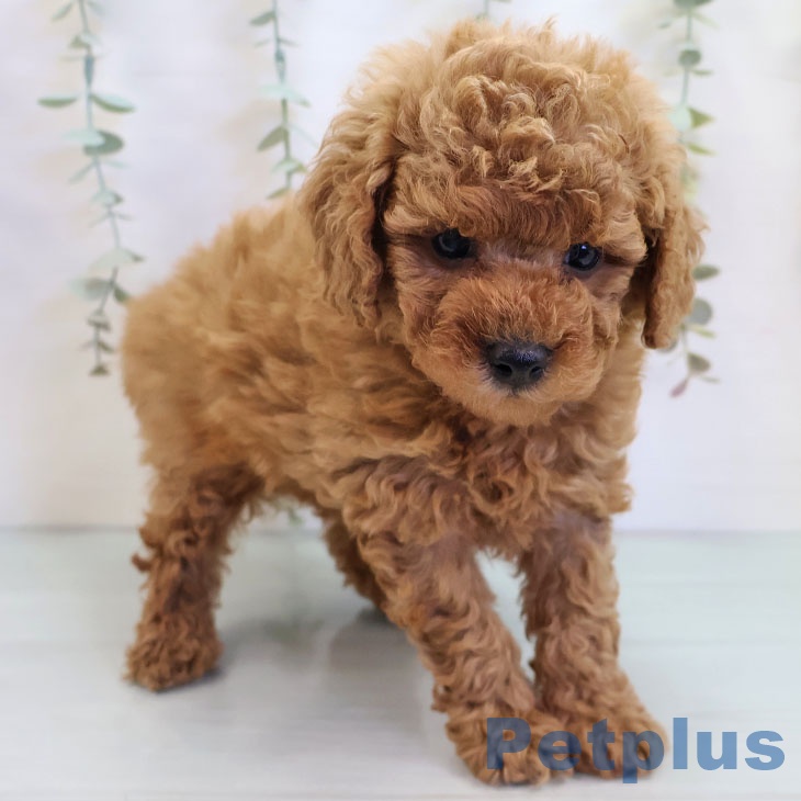 福岡県のトイプードル(トイ) (ペットプラス 黒崎店/2025年9月25日生まれ/男の子/レッド)の子犬の2枚目の画像