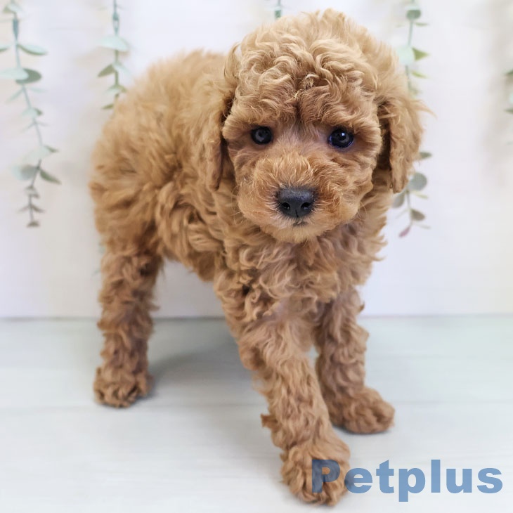 沖縄県のトイプードル(トイ) (ペットプラス 南風原店/2025年9月25日生まれ/男の子/レッド)の子犬の1枚目の画像