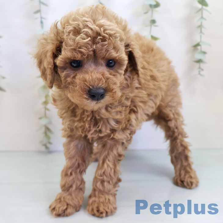 沖縄県のトイプードル(トイ) (ペットプラス 南風原店/2025年9月25日生まれ/男の子/レッド)の子犬の2枚目の画像