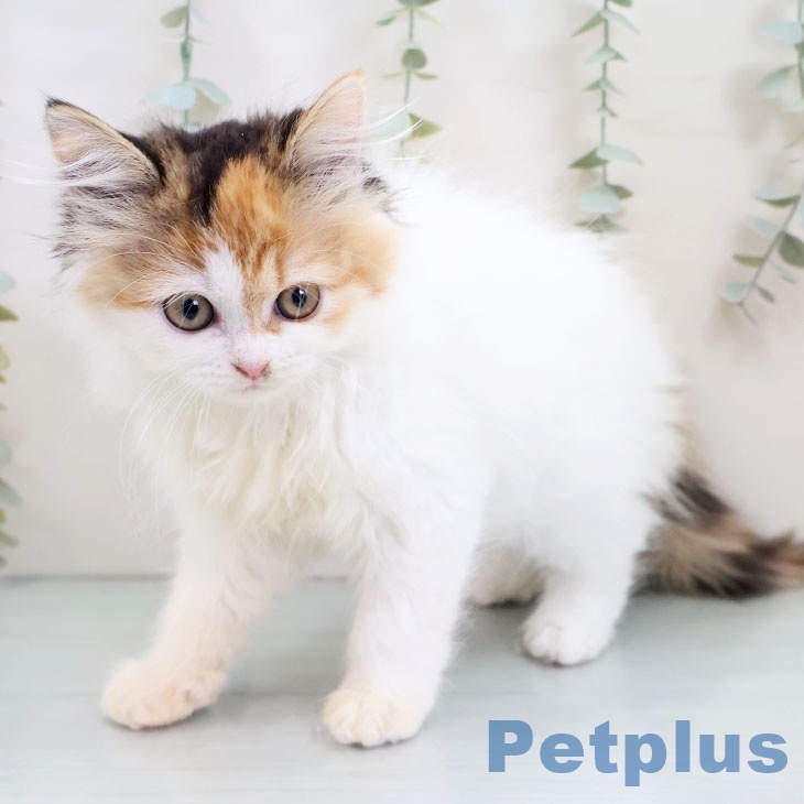 サイベリアンの写真2