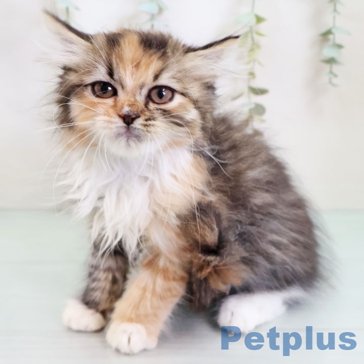 サイベリアンの写真2