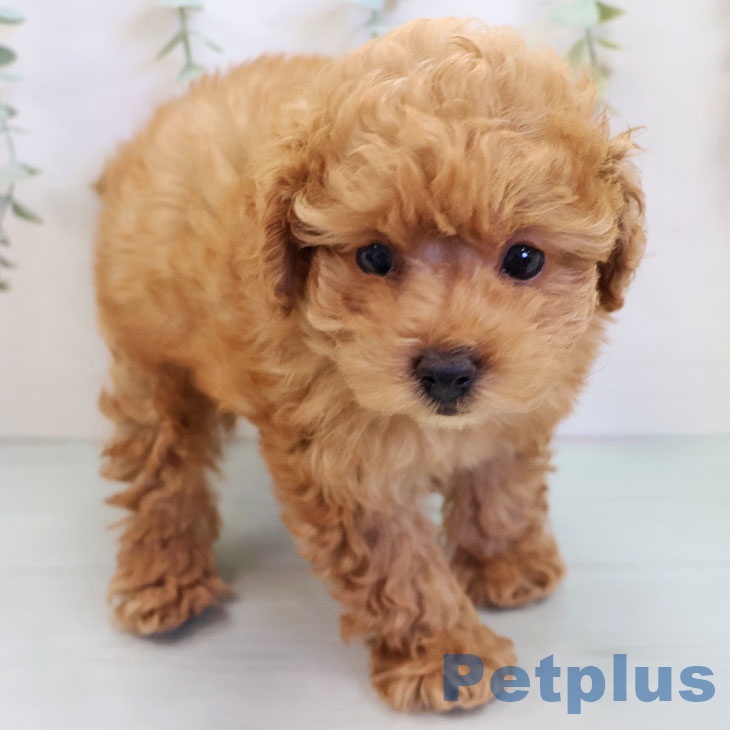 沖縄県のトイプードル(トイ) (ペットプラス 沖縄ライカム店/2025年9月26日生まれ/男の子/オレンジフォーン)の子犬の2枚目の画像