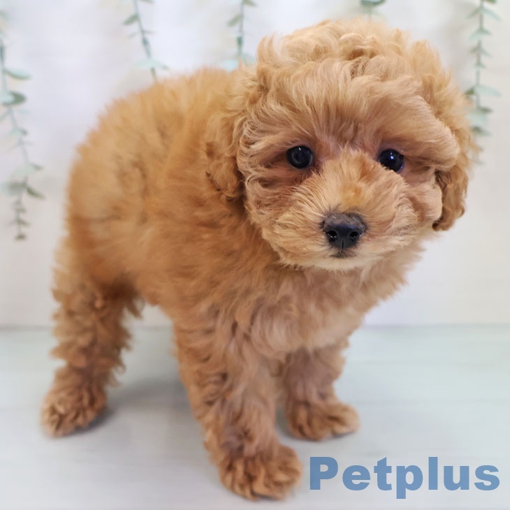 長崎県のトイプードル(トイ) (ペットプラス 長崎店/2025年9月26日生まれ/女の子/オレンジフォーン)の子犬の1枚目の画像
