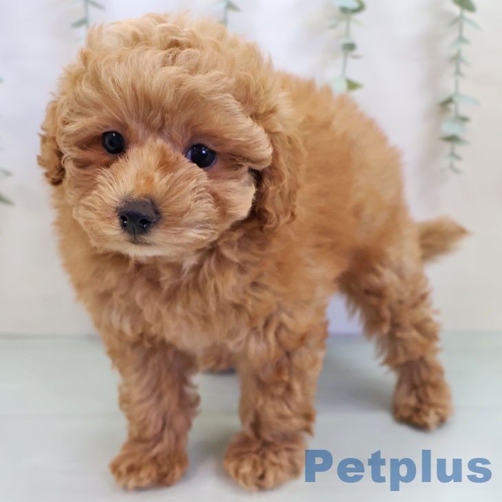長崎県のトイプードル(トイ) (ペットプラス 長崎店/2025年9月26日生まれ/女の子/オレンジフォーン)の子犬の2枚目の画像