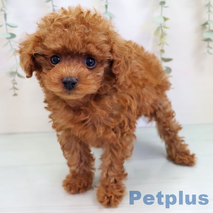 熊本県のトイプードル(トイ) (ペットプラス 熊本店/2025年9月26日生まれ/男の子/レッドフォーン)の子犬の1枚目の画像