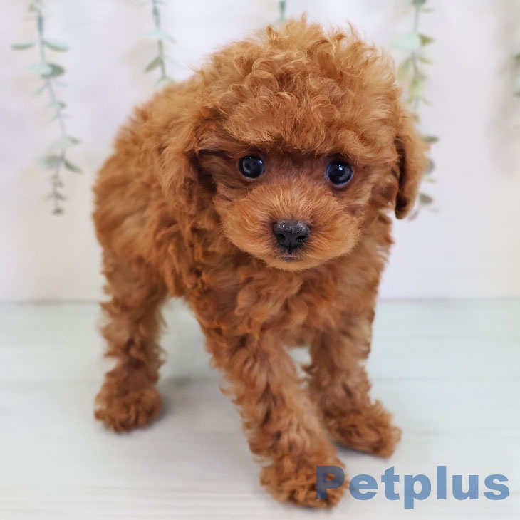 熊本県のトイプードル(トイ) (ペットプラス 熊本店/2025年9月26日生まれ/男の子/レッドフォーン)の子犬の2枚目の画像