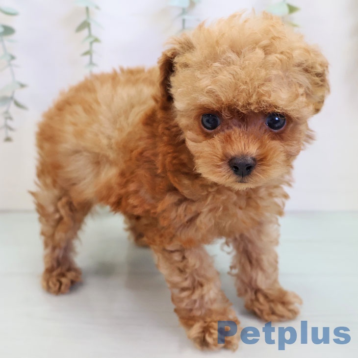 福岡県のトイプードル(トイ) (ペットプラス 八幡東店/2025年9月26日生まれ/男の子/レッドフォーン)の子犬の2枚目の画像