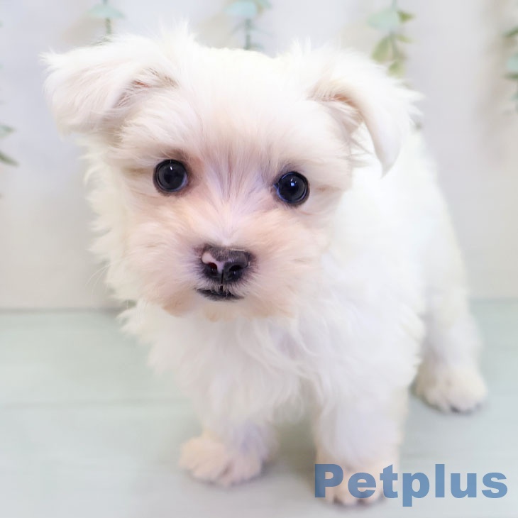 埼玉県のマルチーズ (ペッツワン 新座店/2025年9月18日生まれ/女の子/ホワイト)の子犬の1枚目の画像