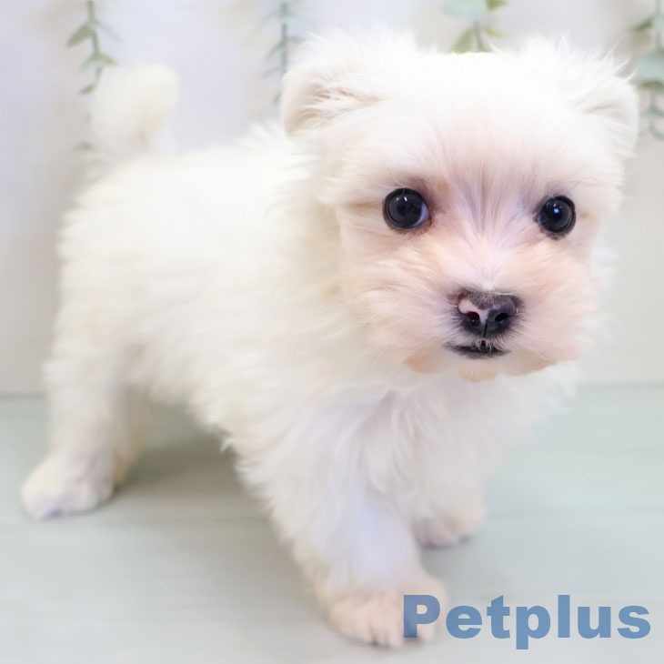 埼玉県のマルチーズ (ペッツワン 新座店/2025年9月18日生まれ/女の子/ホワイト)の子犬の2枚目の画像