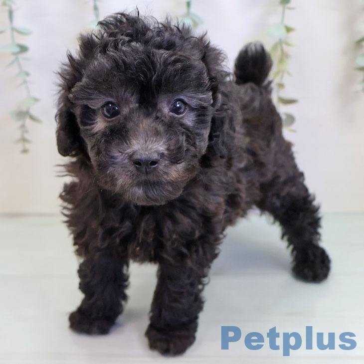 トイ・プードル