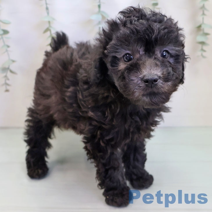 トイ・プードル