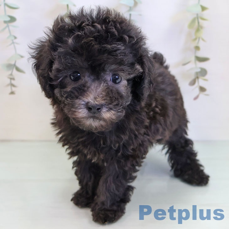 福岡県のトイプードル(トイ) (ペットプラス 香椎浜店/2025年9月26日生まれ/男の子/シルバー)の子犬