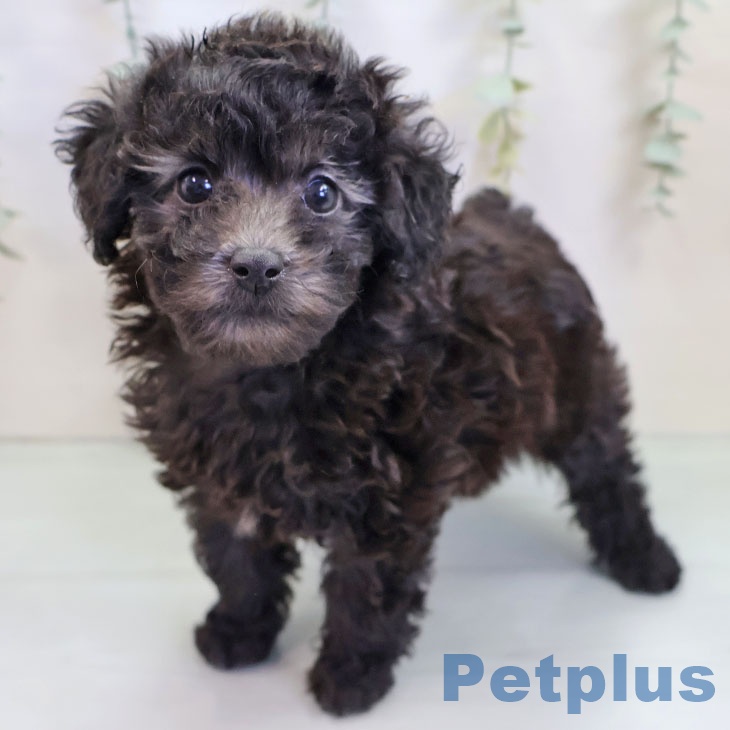 宮崎県のトイプードル(トイ) (ペットプラス 宮崎店/2025年9月26日生まれ/女の子/シルバー)の子犬の1枚目の画像