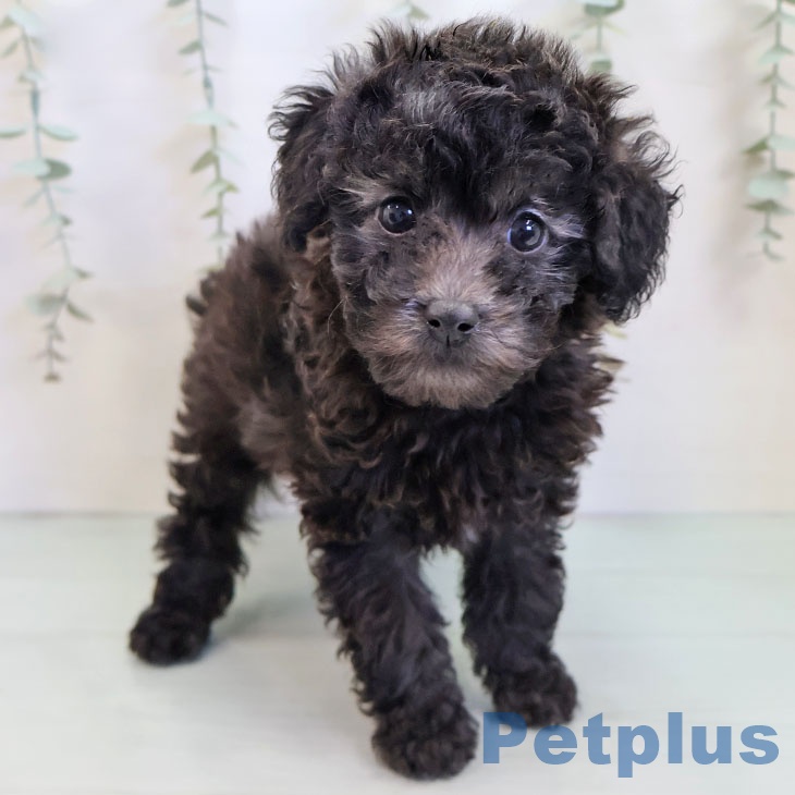 宮崎県のトイプードル(トイ) (ペットプラス 宮崎店/2025年9月26日生まれ/女の子/シルバー)の子犬の2枚目の画像