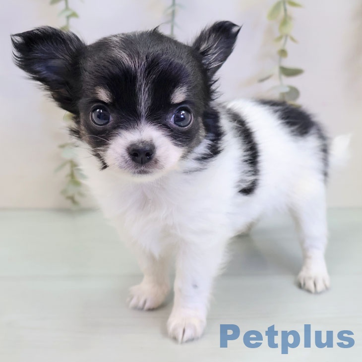 福岡県のチワワ(ロング) (ペットプラス 八幡東店/2025年9月26日生まれ/女の子/ブラックタンホワイト)の子犬の1枚目の画像