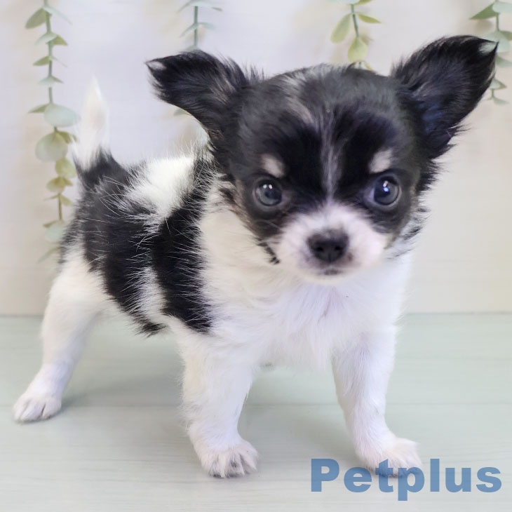 福岡県のチワワ(ロング) (ペットプラス 八幡東店/2025年9月26日生まれ/女の子/ブラックタンホワイト)の子犬の2枚目の画像
