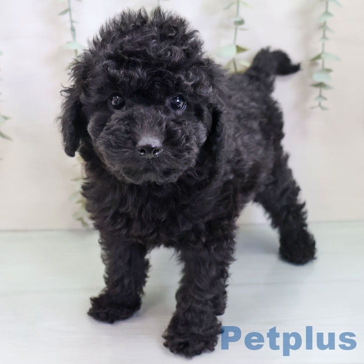 トイ・プードル