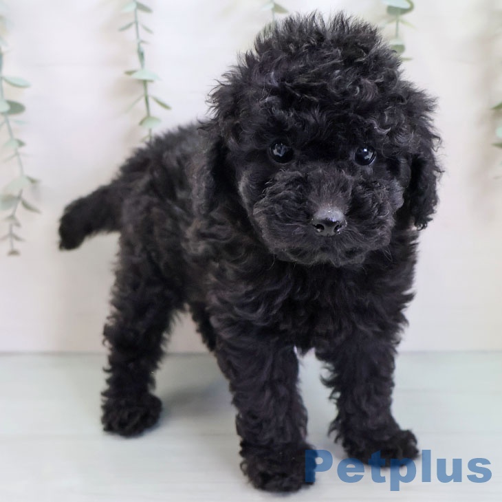 トイ・プードル