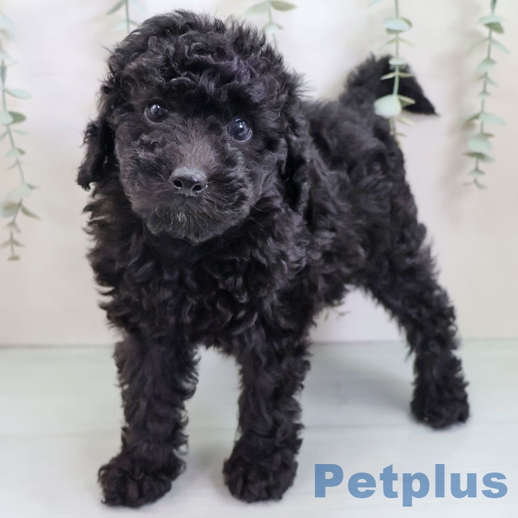 京都府のトイプードル(トイ) (ペットプラス 久御山店/2025年9月23日生まれ/女の子/ブラック)の子犬