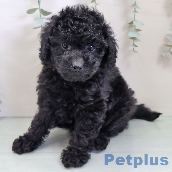 福岡県のトイプードル(トイ) (ペットプラス 八幡東店/2025年9月23日生まれ/女の子/ブラック)の子犬の2枚目の画像