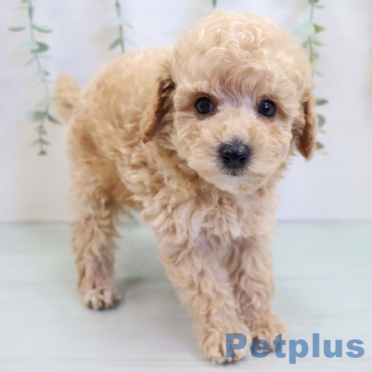 長崎県のトイプードル(トイ) (ペットプラス 長崎店/2025年9月26日生まれ/男の子/クリーム)の子犬の1枚目の画像