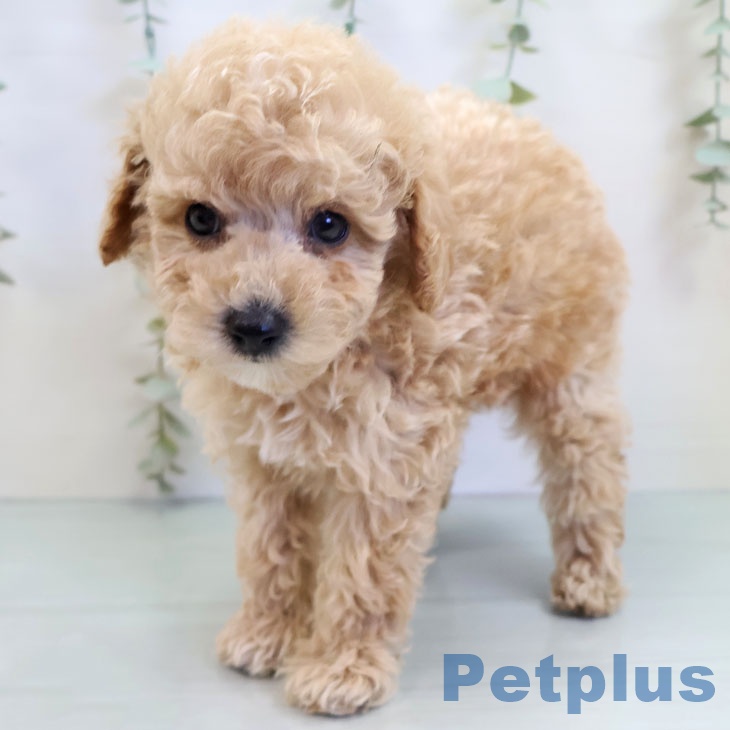 長崎県のトイプードル(トイ) (ペットプラス 長崎店/2025年9月26日生まれ/男の子/クリーム)の子犬の2枚目の画像