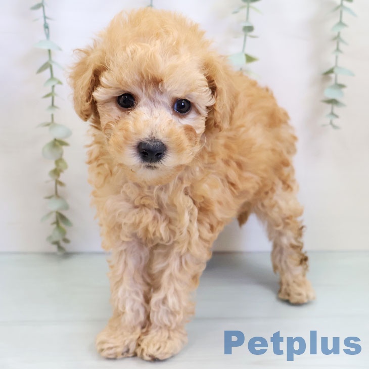 トイ・プードル