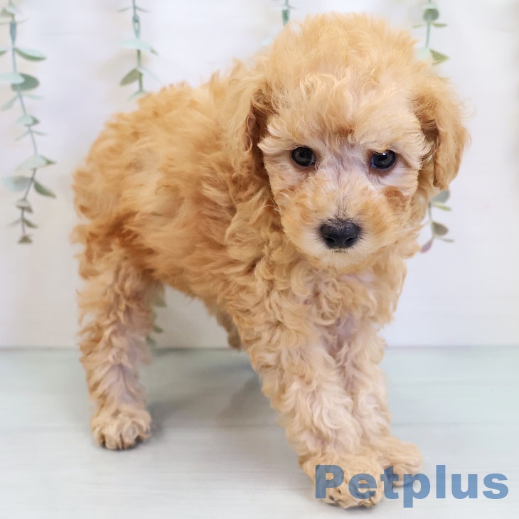 トイ・プードル