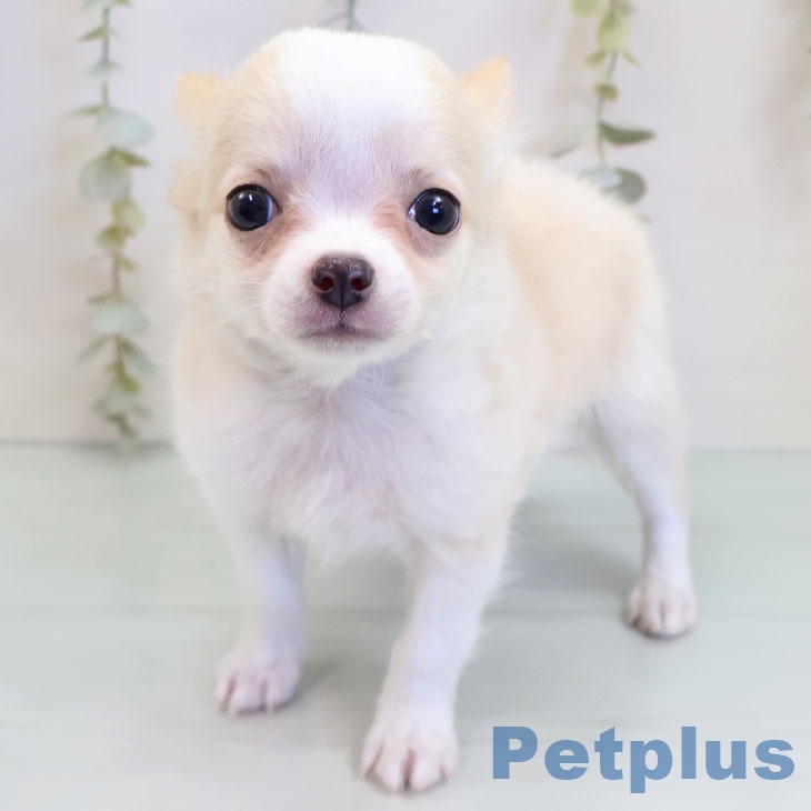 長崎県のチワワ(ロング) (ペットプラス 長崎店/2025年9月26日生まれ/男の子/クリームホワイト)の子犬の1枚目の画像