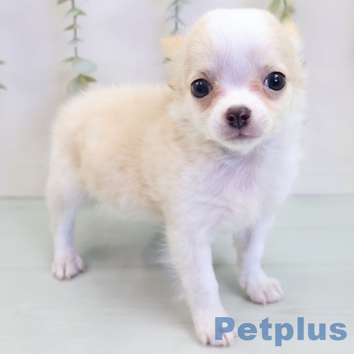 長崎県のチワワ(ロング) (ペットプラス 長崎店/2025年9月26日生まれ/男の子/クリームホワイト)の子犬の2枚目の画像