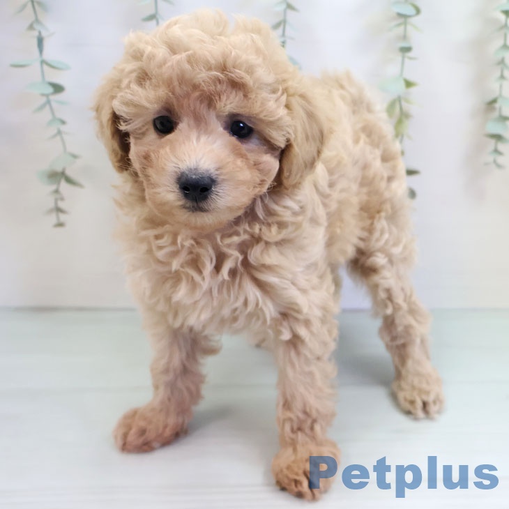 福岡県のトイプードル(トイ) (ペットプラス 福岡店/2025年9月24日生まれ/男の子/アプリコット)の子犬の1枚目の画像