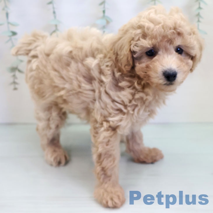 福岡県のトイプードル(トイ) (ペットプラス 福岡店/2025年9月24日生まれ/男の子/アプリコット)の子犬の2枚目の画像