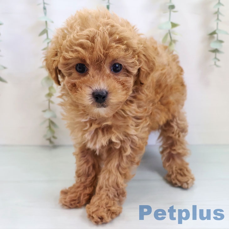 福岡県のトイプードル(トイ) (ペットプラス 春日店/2025年9月24日生まれ/女の子/レッド)の子犬の1枚目の画像