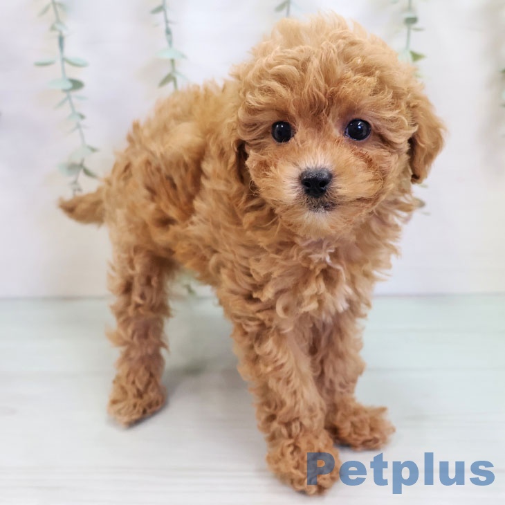 福岡県のトイプードル(トイ) (ペットプラス 春日店/2025年9月24日生まれ/女の子/レッド)の子犬の2枚目の画像