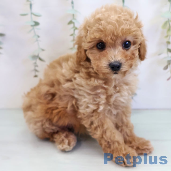 熊本県のトイプードル(トイ) (ペットプラス 熊本店/2025年9月24日生まれ/女の子/レッド)の子犬の1枚目の画像