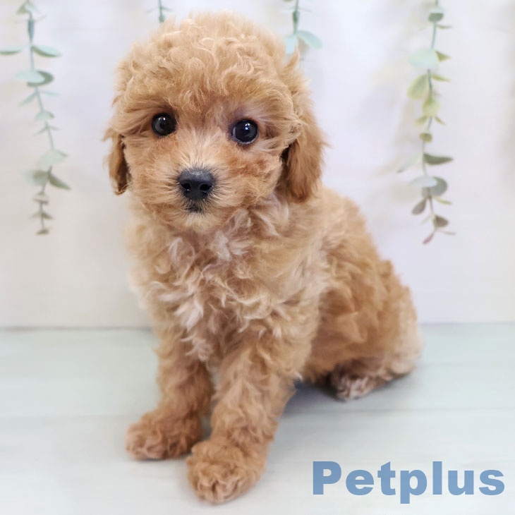 熊本県のトイプードル(トイ) (ペットプラス 熊本店/2025年9月24日生まれ/女の子/レッド)の子犬の2枚目の画像